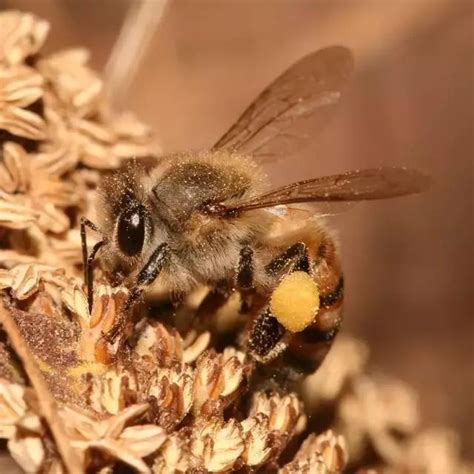 像蜜蜂|如何區分黃蜂、蜜蜂、馬蜂、胡蜂……各種蜂？